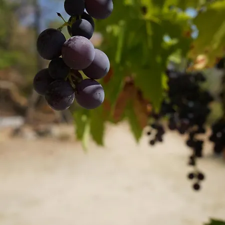 El Casot Alt Hébergement de vacances *