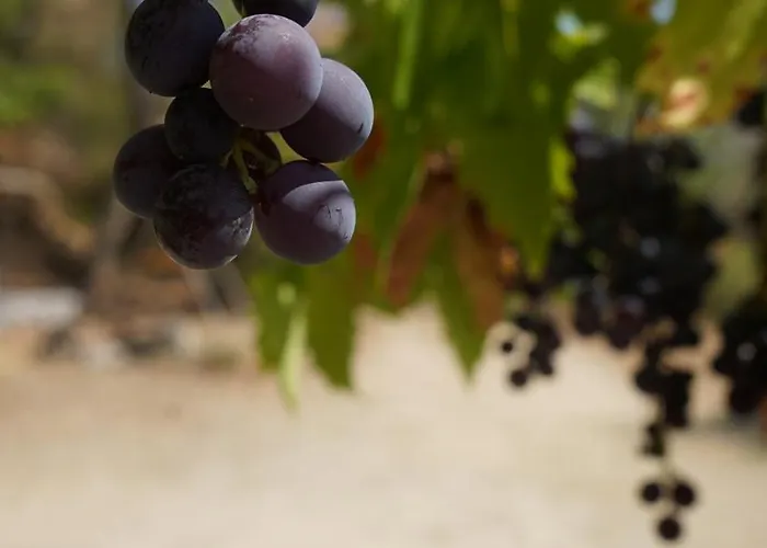 El Casot Alt Dom wakacyjny *